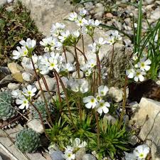 Attēlu rezultāti vaicājumam “Arabis hirsuta fruit”