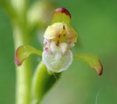 Attēlu rezultāti vaicājumam “Corallorhiza trifida”