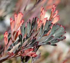 Attēlu rezultāti vaicājumam “Eschscholzia californica fruit”