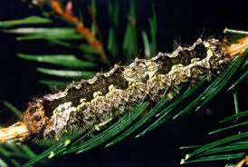 Attēlu rezultāti vaicājumam “Lymantria monacha pupa”