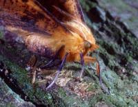 Attēlu rezultāti vaicājumam “Ennomos autumnaria male”