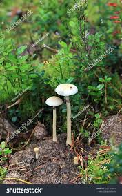 Attēlu rezultāti vaicājumam “Protostropharia alcis”