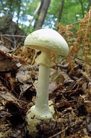 Attēlu rezultāti vaicājumam “Amanita citrina”