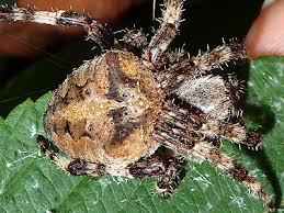 Attēlu rezultāti vaicājumam “Araneus angulatus”