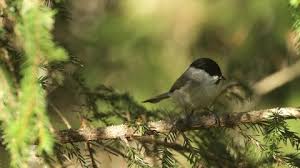 Attēlu rezultāti vaicājumam “Poecile montanus adult”