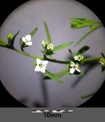 Attēlu rezultāti vaicājumam “Thesium alpinum”