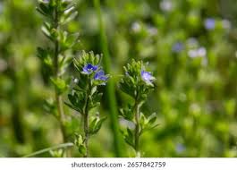 Attēlu rezultāti vaicājumam “Veronica arvensis flower”