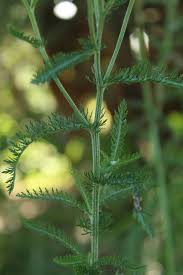 Attēlu rezultāti vaicājumam “Achillea millefolium leaf”