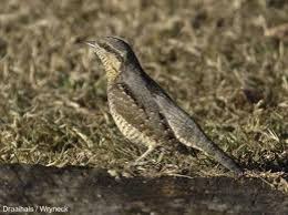 Attēlu rezultāti vaicājumam “Jynx torquilla adult”