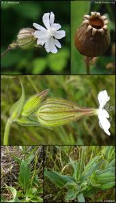 Attēlu rezultāti vaicājumam “Silene latifolia subsp. alba flower”