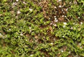 Attēlu rezultāti vaicājumam “Gymnostomum calcareum macro”