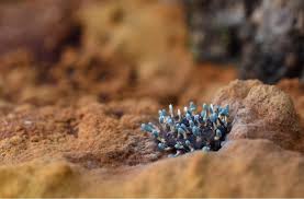 Attēlu rezultāti vaicājumam “Physarum auriscalpium”