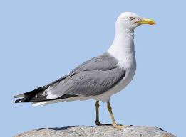 Attēlu rezultāti vaicājumam “Sterna”