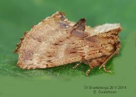 Attēlu rezultāti vaicājumam “Ptilodon capucina”