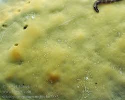 Attēlu rezultāti vaicājumam “Gloeoporus pannocinctus”