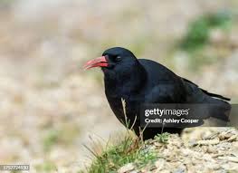 Image result for Pyrrhocorax pyrrhocorax