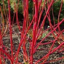 Attēlu rezultāti vaicājumam “Cornus alba”