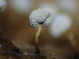 Attēlu rezultāti vaicājumam “Didymium verrucisporum spores”