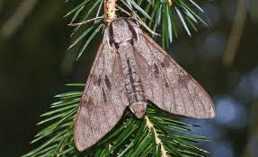 Attēlu rezultāti vaicājumam “Sphinx pinastri”