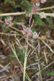 Attēlu rezultāti vaicājumam “Puccinellia distans”