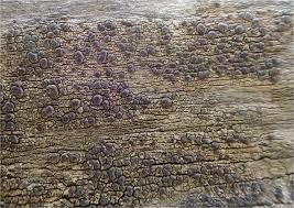 Attēlu rezultāti vaicājumam “Cliostomum corrugatum”