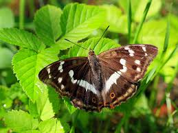 Attēlu rezultāti vaicājumam “Apatura iris male”