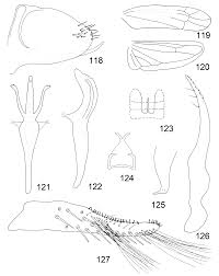 Attēlu rezultāti vaicājumam “Empoasca sp.”