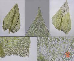 Attēlu rezultāti vaicājumam “Brachythecium rivulare”