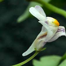 Attēlu rezultāti vaicājumam “Cymbalaria muralis”