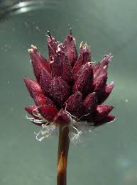 Attēlu rezultāti vaicājumam “Allium scorodoprasum bud”