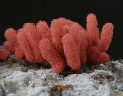 Attēlu rezultāti vaicājumam “Arcyria incarnata calyculus”