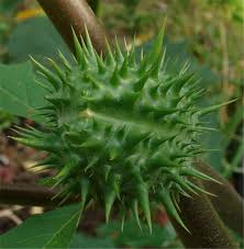 Attēlu rezultāti vaicājumam “Datura stramonium fruit”