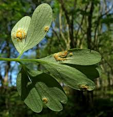 Attēlu rezultāti vaicājumam “Octospora splachnophila spores”