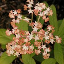 Image result for Rodgersia chocolate wings