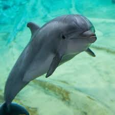 Image result for Dolphin Sub Aqua