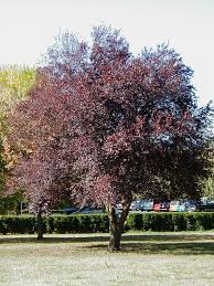 Attēlu rezultāti vaicājumam “Prunus (plum-tree)”