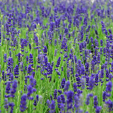 Image result for Lavendel