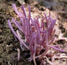 Attēlu rezultāti vaicājumam “Ramariopsis crocea”