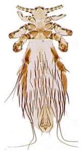 Attēlu rezultāti vaicājumam “Phthiraptera”