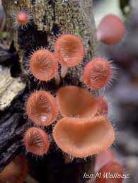 Attēlu rezultāti vaicājumam “Vouauxiomyces santessonii”