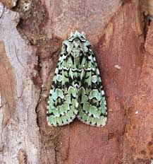 Attēlu rezultāti vaicājumam “Griposia aprilina”