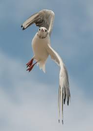 Attēlu rezultāti vaicājumam “Larus ridibundus eggs”
