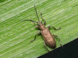 Attēlu rezultāti vaicājumam “Donacia dentata”