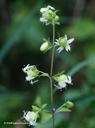Attēlu rezultāti vaicājumam “Silene baccifera fruit”