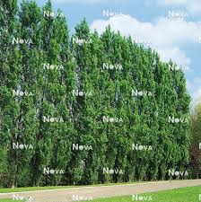 Attēlu rezultāti vaicājumam “Populus nigra Italica”