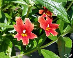 Image result for Mimulus x hybrida