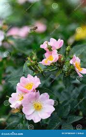 Attēlu rezultāti vaicājumam “Rosa majalis”