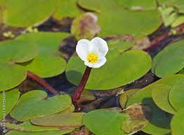 Attēlu rezultāti vaicājumam “Hydrocharis morsus-ranae flower”