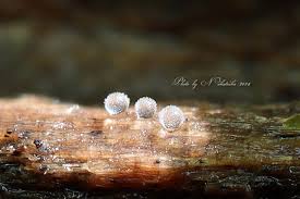 Attēlu rezultāti vaicājumam “Ceratiomyxa morchella macro”