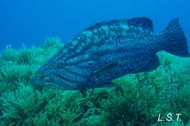 Image result for Mycteroperca rubra